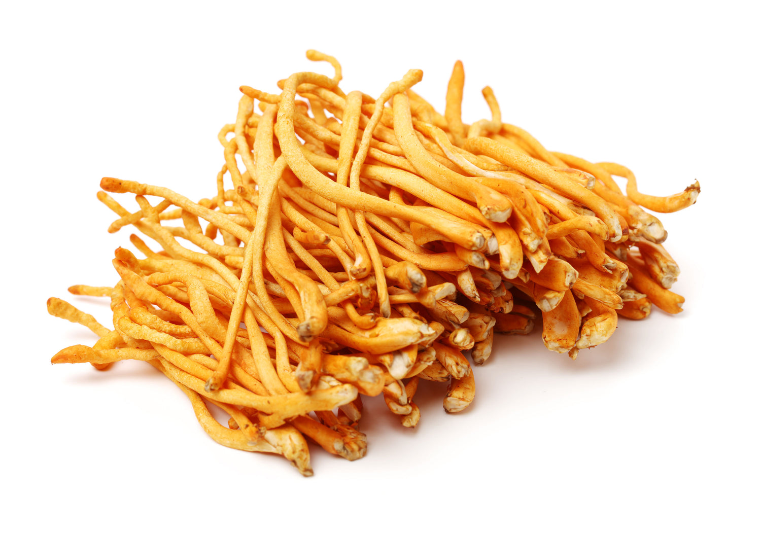 Cordyceps Mushroom