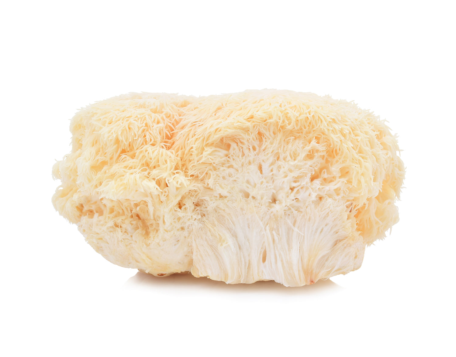 Lion's Mane Mushroom