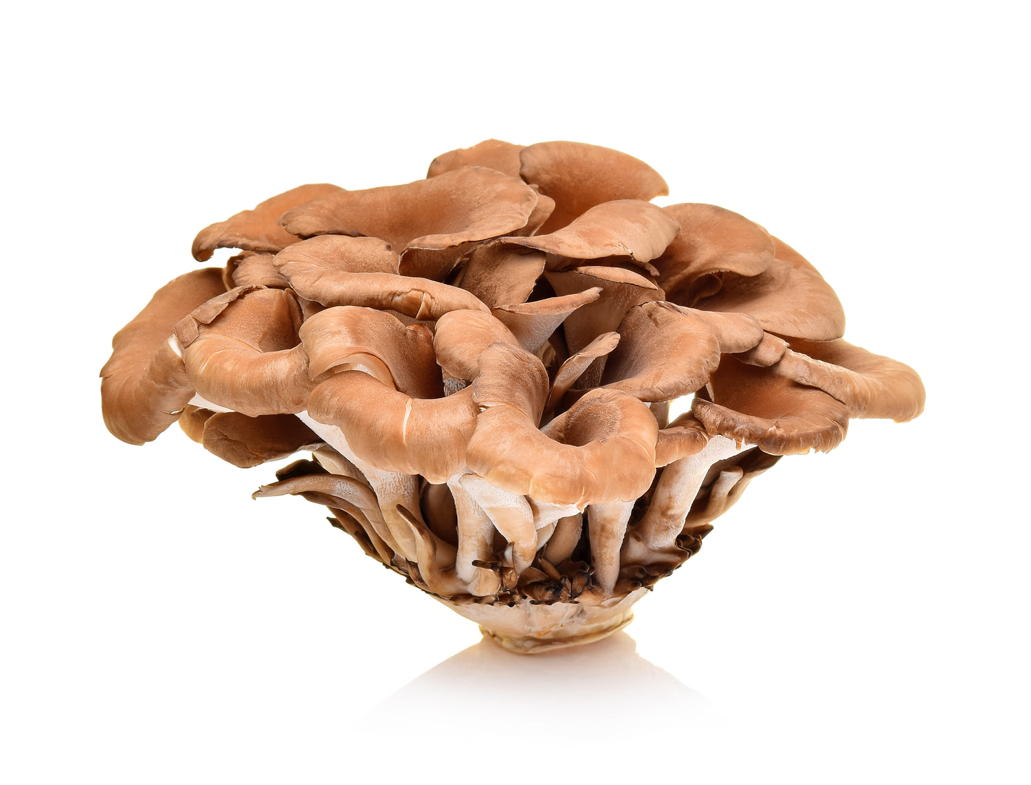 Maitake Mushroom