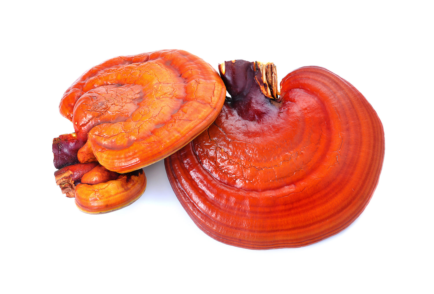 Reishi Mushroom