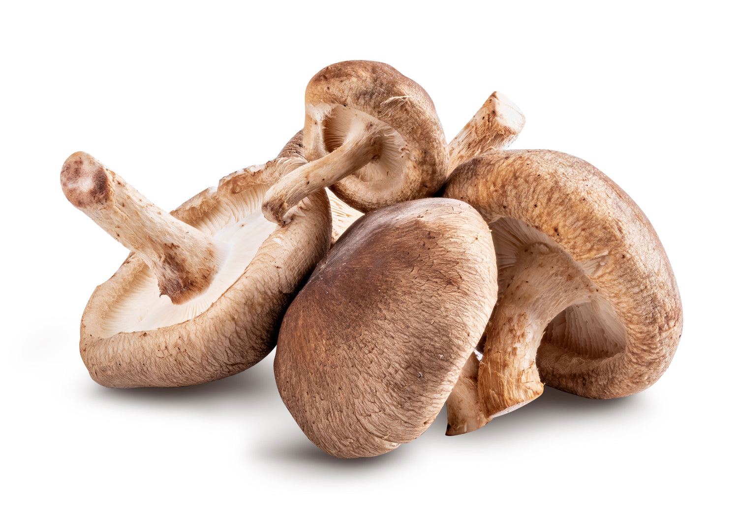 Shiitake Mushroom