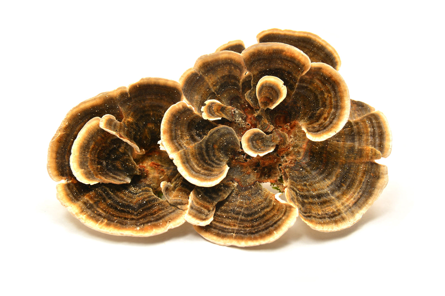 Turkey Tail Mushroom